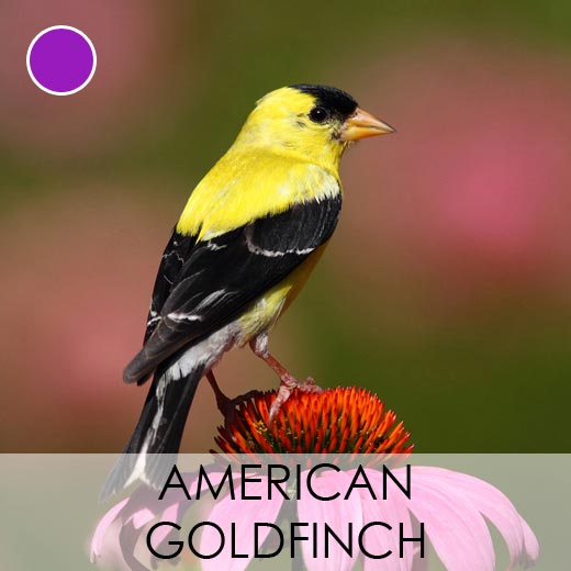 American Goldfinch