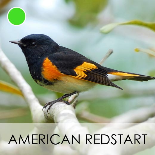 American Redstart