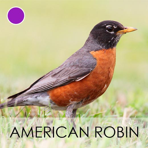 American Robin