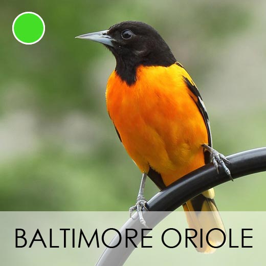 Baltimore Oriole