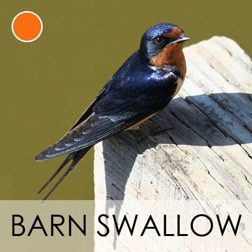 Barn Swallow