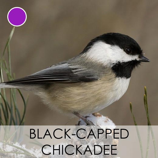 Black Capped Chickadee