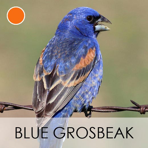 Blue Grosbeak