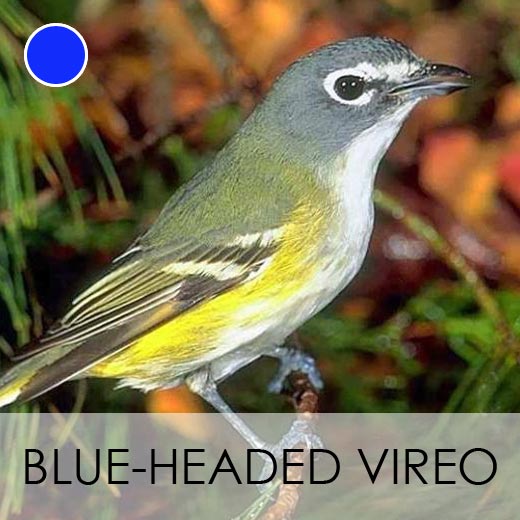 Blue-headed Vireo