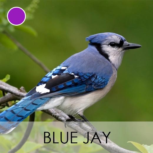 Blue Jay