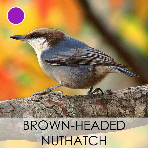 Brown-Headed Nuthatch