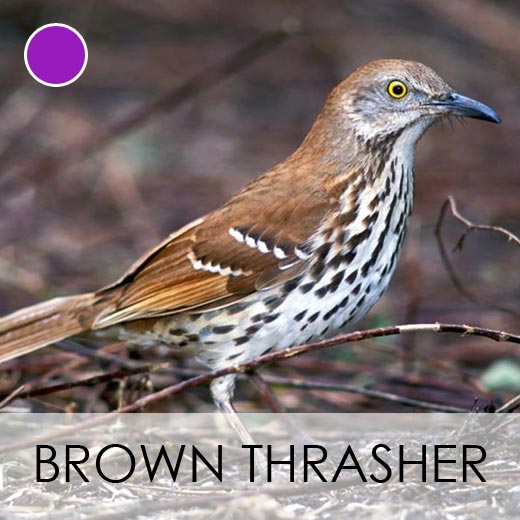 Brown Thrasher