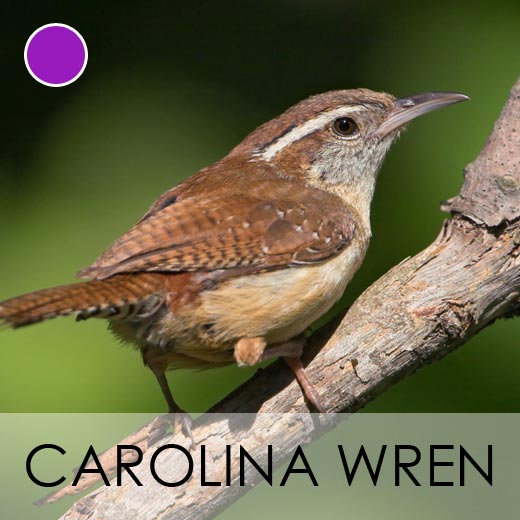 Carolina Wren