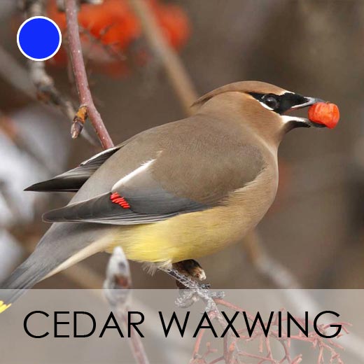 Cedar Waxwing