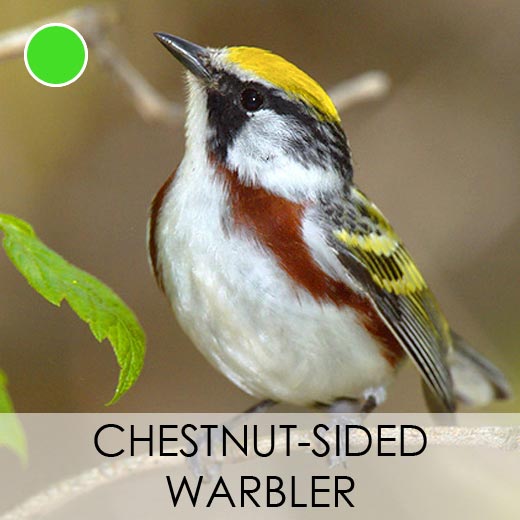 Chestnut-sided Warbler