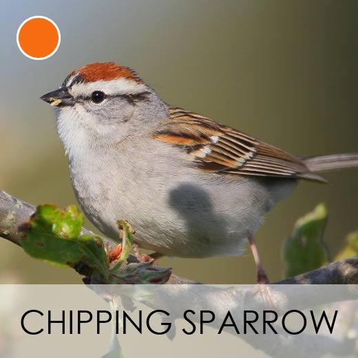 Chipping Sparrow