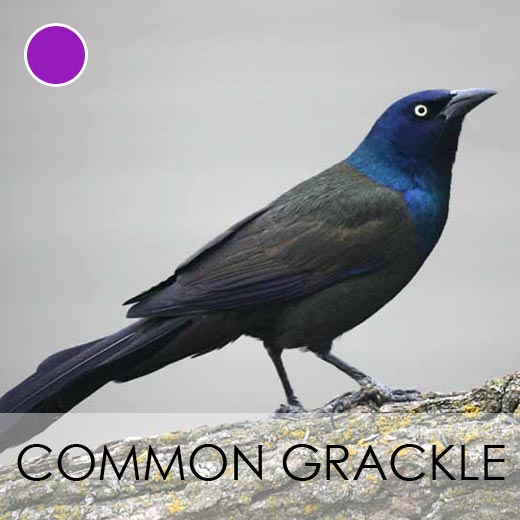 Common Grackle