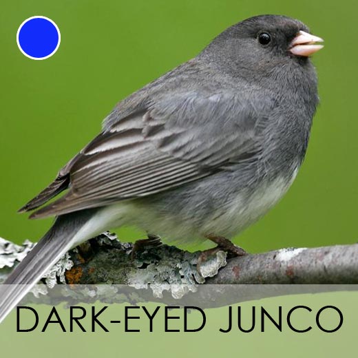 Dark-eyed Junco