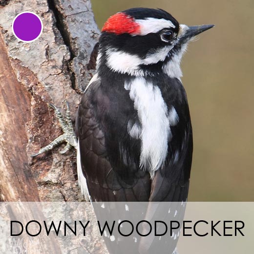 Downy Woodpecker