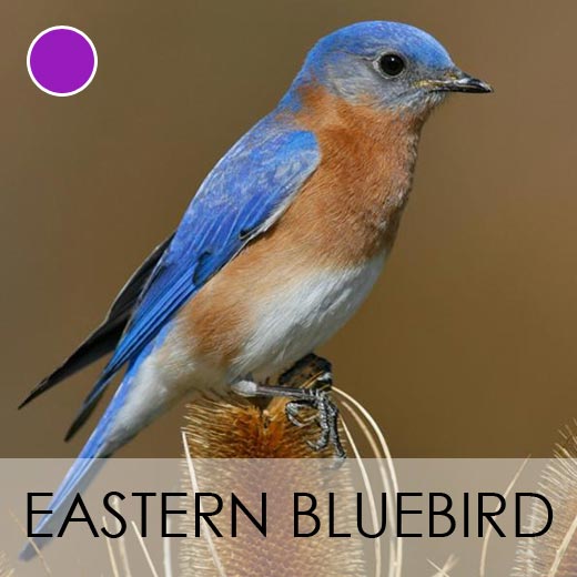 Eastern Bluebird