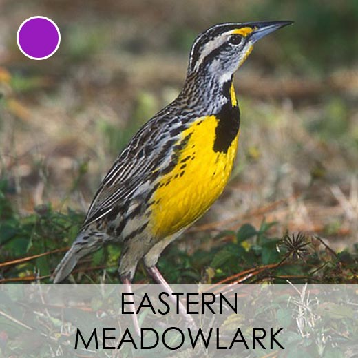 Eastern Meadowlark