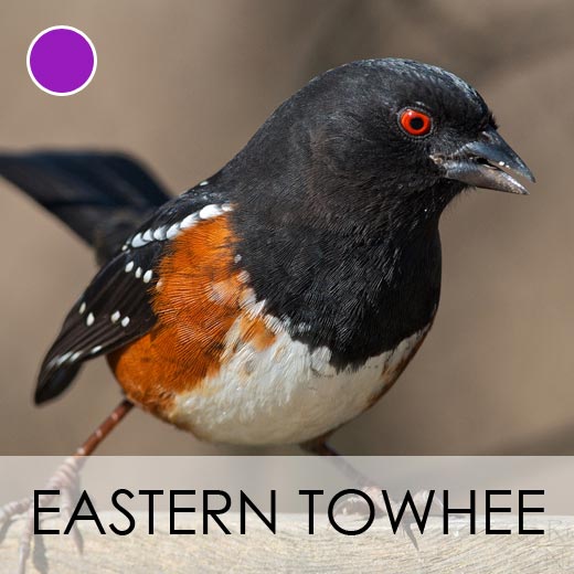 Eastern Towhee