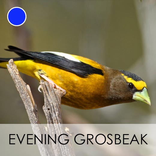 Evening Grosbeak