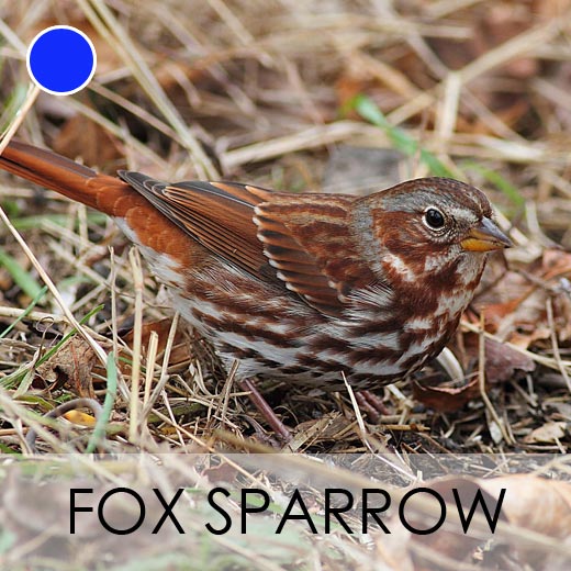 Fox Sparrow