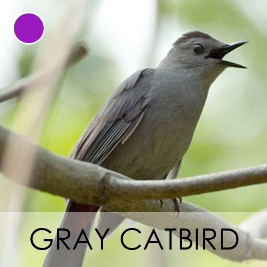 Gray Catbird