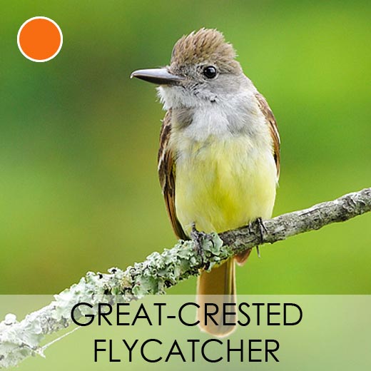 Great Crested Flycatcher