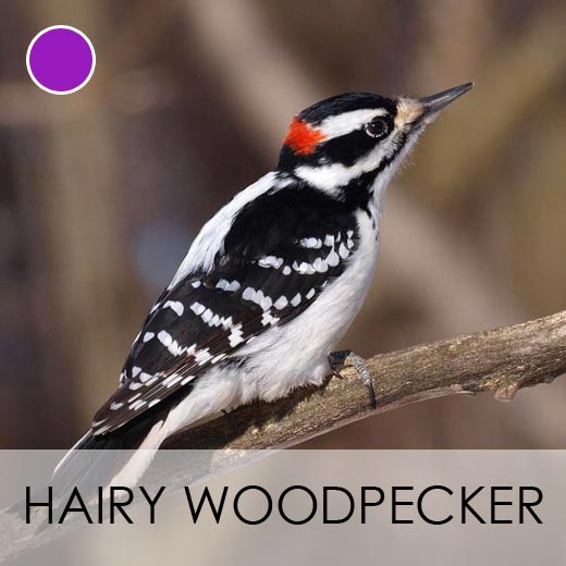 Hairy Woodpecker