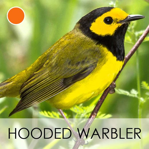 Hooded Warbler