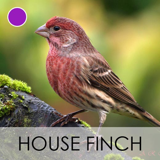 House Finch