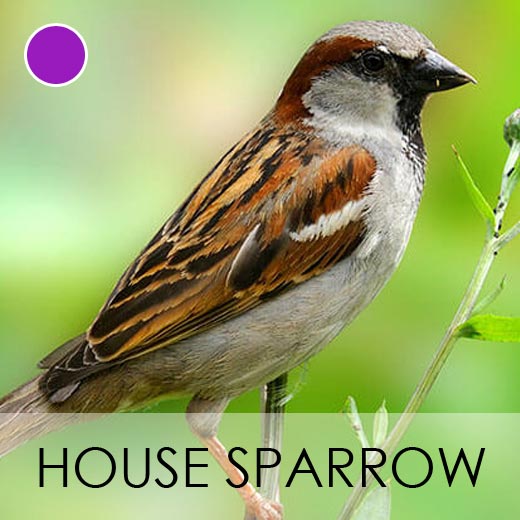 House Sparrow