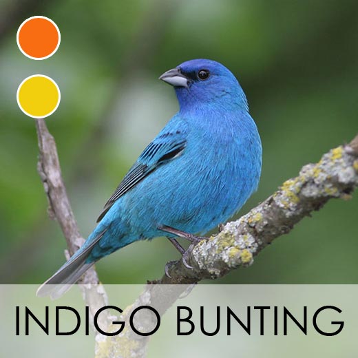 Indigo Bunting