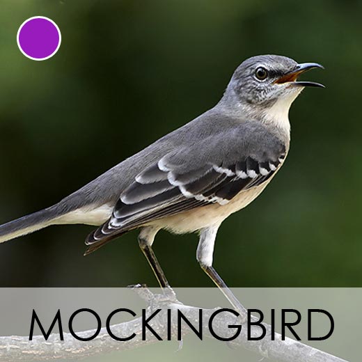 Mockingbird