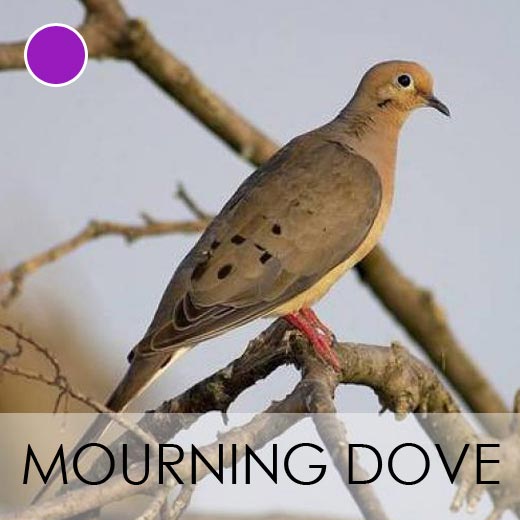 Mourning Dove