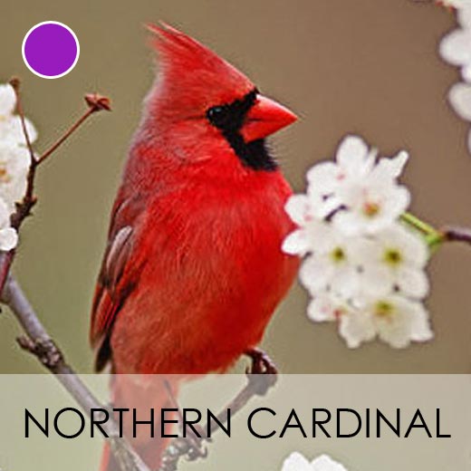 Northern Cardinal