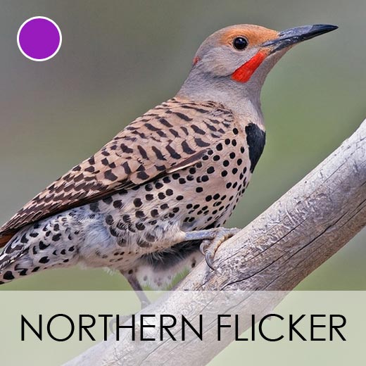 Northern Flicker