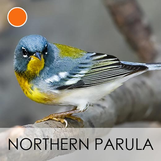 Northern Parula