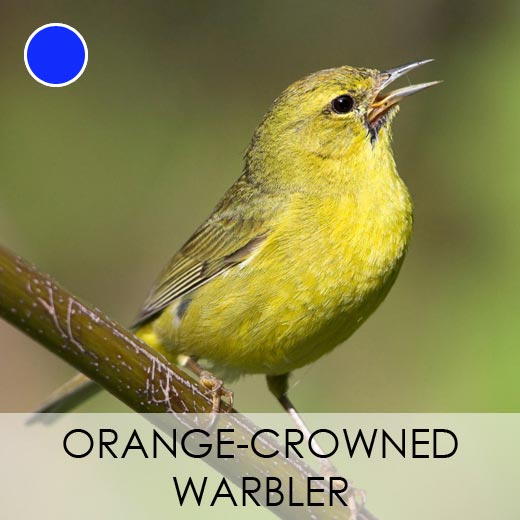 Orange-crowned Warbler