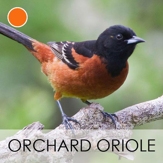 Orchard Oriole