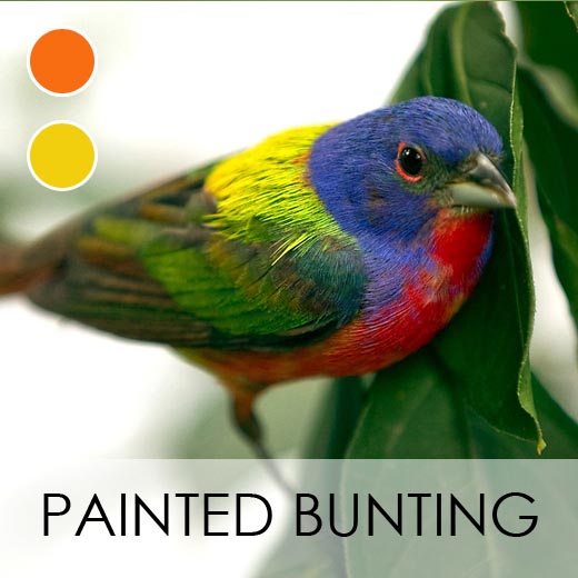 Painted Bunting