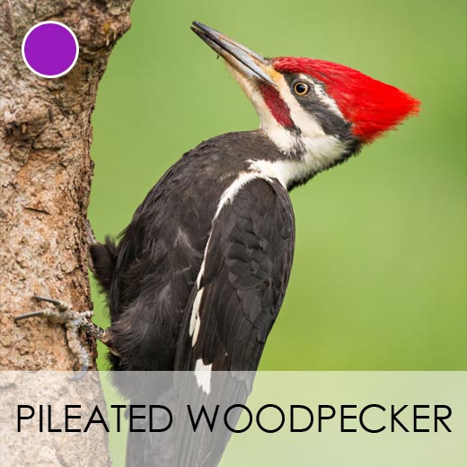 Pileated Woodpecker