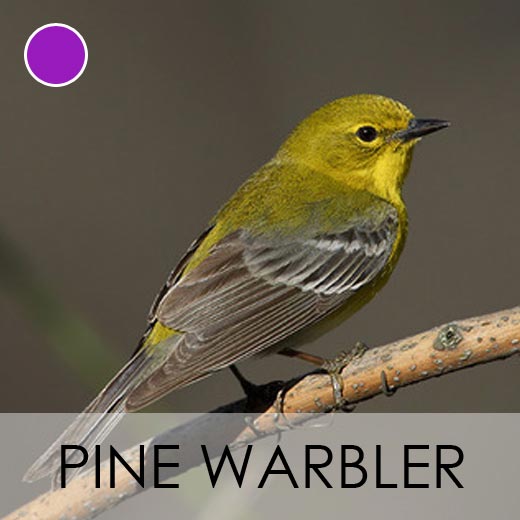 Pine Warbler