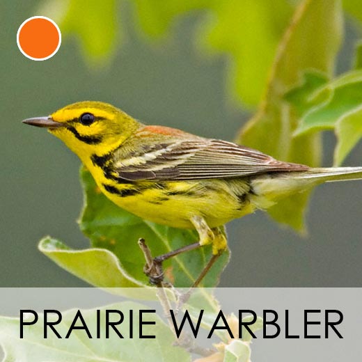 Prairie Warbler