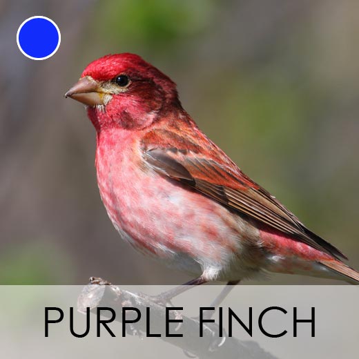 Purple Finch