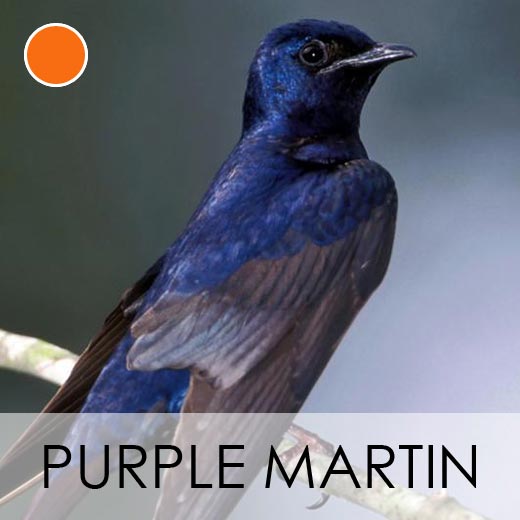 Purple Martin