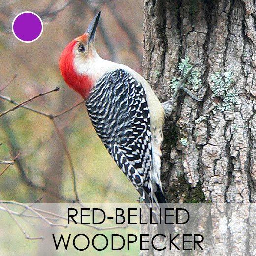 Red-bellied Woodpecker