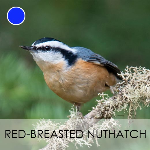 Red-breasted Nuthatch