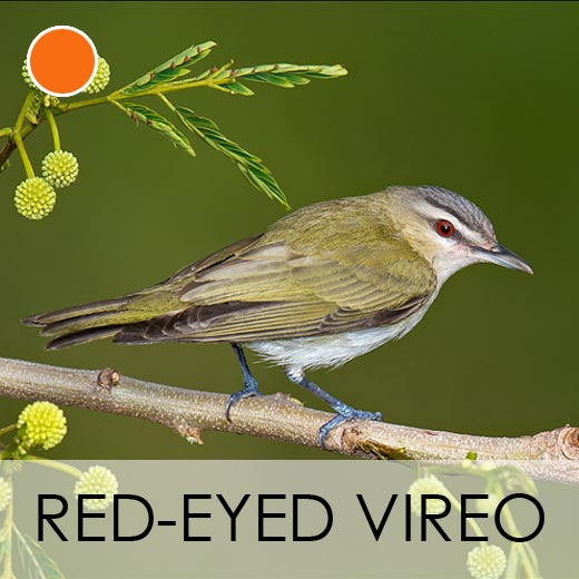 Red-eyed Vireo