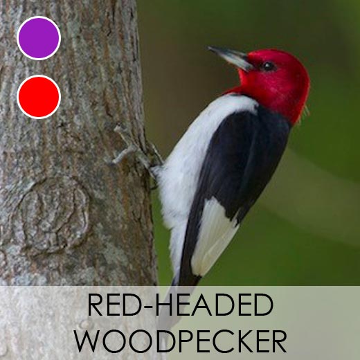 Red-headed Woodpecker