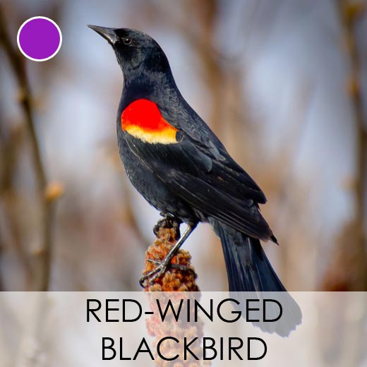 Red-winged Blackbird