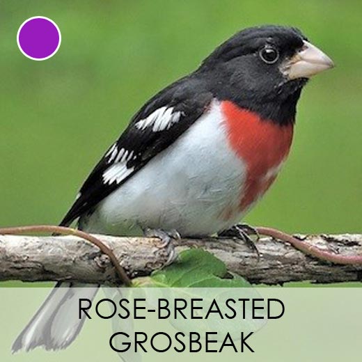 Rose-breasted Grosbeak