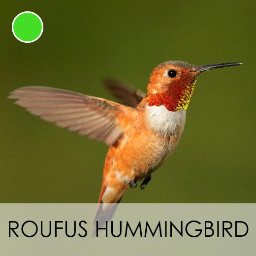 Roufus Hummingbird